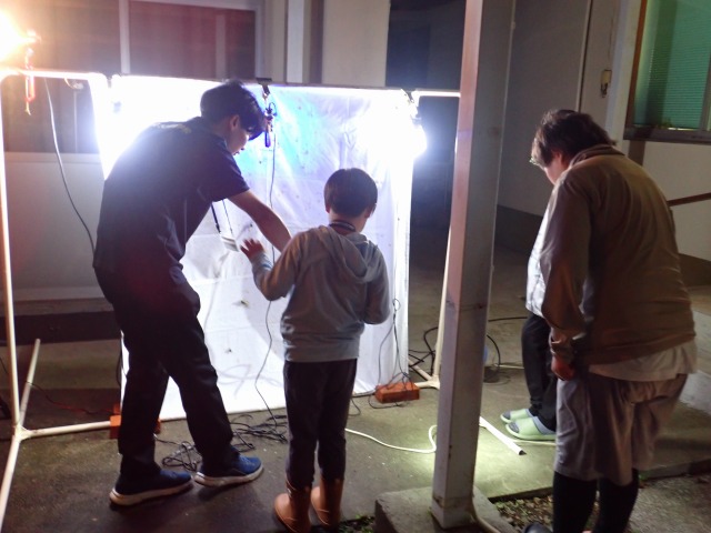 ライトトラップの様子